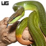 ug_malaysian_retail_green_racer_1.jpg