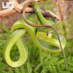 ug_Baby_Red_Tailed_Green_Ratsnake_6.jpg