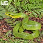 ug_Baby_Red_Tailed_Green_Ratsnake_5.jpg
