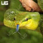 ug_Baby_Red_Tailed_Green_Ratsnake_4.jpg