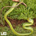 ug_Baby_Red_Tailed_Green_Ratsnake_3.jpg