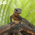 ug_baby_peach_throat_monitor_4.jpg