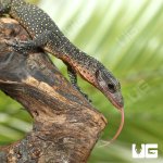 ug_baby_peach_throat_monitor_3.jpg
