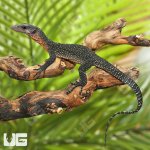 ug_baby_peach_throat_monitor_2.jpg