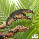 ug_baby_peach_throat_monitor_1.jpg