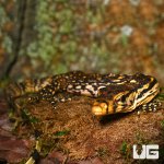 ug_sumbawa_water_monitor_4.jpg