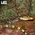 ug_sumbawa_water_monitor_3.jpg