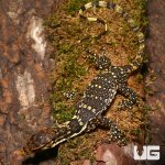 ug_sumbawa_water_monitor_2.jpg