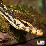 ug_sumbawa_water_monitor_1.jpg