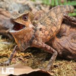 ug_Kuhls_Angelhead_Lizard_4.jpg
