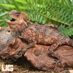 ug_Kuhls_Angelhead_Lizard_3.jpg