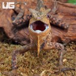 ug_Kuhls_Angelhead_Lizard_1.jpg