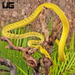 ug_Yellow_Asian_Vine_Snake_4.jpg