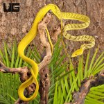 ug_Yellow_Asian_Vine_Snake_3.jpg