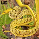 ug_Yellow_Asian_Vine_Snake_2.jpg