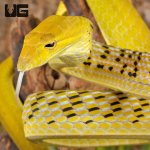 ug_Yellow_Asian_Vine_Snake_1.jpg