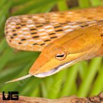 ug_Orange_Asian_Vine_Snake_1.jpg