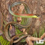 ug_Kopsteins_Bronzeback_Snake_4.jpg