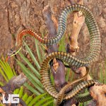 ug_Kopsteins_Bronzeback_Snake_2.jpg