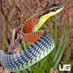 ug_Kopsteins_Bronzeback_Snake_1.jpg