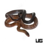 ug_black_copper_rat_snake_4.jpg