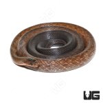 ug_black_copper_rat_snake_3.jpg
