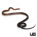 ug_black_copper_rat_snake_2.jpg