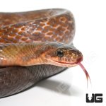 ug_black_copper_rat_snake_1.jpg
