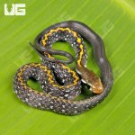 ug_Baby_Vietnamese_Black_Copper_Ratsnake_6.jpg