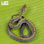 ug_Baby_Vietnamese_Black_Copper_Ratsnake_5.jpg