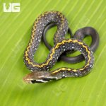 ug_Baby_Vietnamese_Black_Copper_Ratsnake_4.jpg