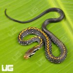 ug_Baby_Vietnamese_Black_Copper_Ratsnake_3.jpg