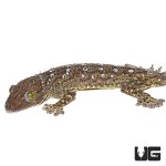 ug_green_eyed_gecko_4.jpg