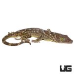 ug_green_eyed_gecko_3.jpg