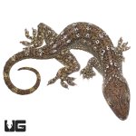 ug_green_eyed_gecko_2.jpg