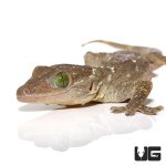 ug_green_eyed_gecko_1.jpg