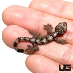 ug_baby_flying_gecko_2.jpg