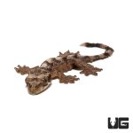 ug_baby_flying_gecko_3.jpg