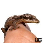 ug_baby_flying_gecko_4.jpg