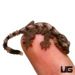 ug_baby_flying_gecko_1.jpg