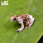 ug_CB_Baby_Bird_Poop_Tree_Frog_4.jpg