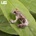 ug_CB_Baby_Bird_Poop_Tree_Frog_3.jpg