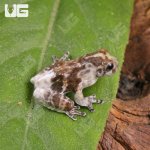 ug_CB_Baby_Bird_Poop_Tree_Frog_2.jpg