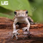ug_CB_Baby_Bird_Poop_Tree_Frog_1.jpg