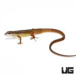 ug_long_tailed_grass_lizard_4.jpg