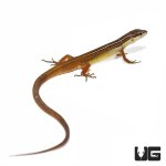 ug_long_tailed_grass_lizard_3.jpg
