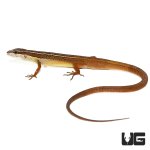 ug_long_tailed_grass_lizard_2.jpg
