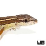 ug_long_tailed_grass_lizard_1.jpg