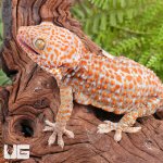 ug_1_1_Albino_Tokay_Geckos_5.jpg