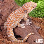 ug_1_1_Albino_Tokay_Geckos_2.jpg